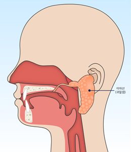 귀밑샘(이하선) 위치 모식도