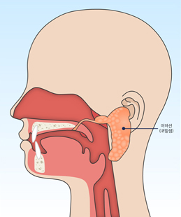 귀밑샘(이하선) 위치 모식도