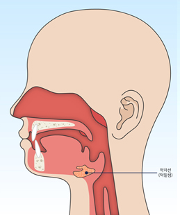 턱밑샘(악하선) 위치 모식도