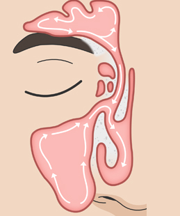 정상 부비동 모식도